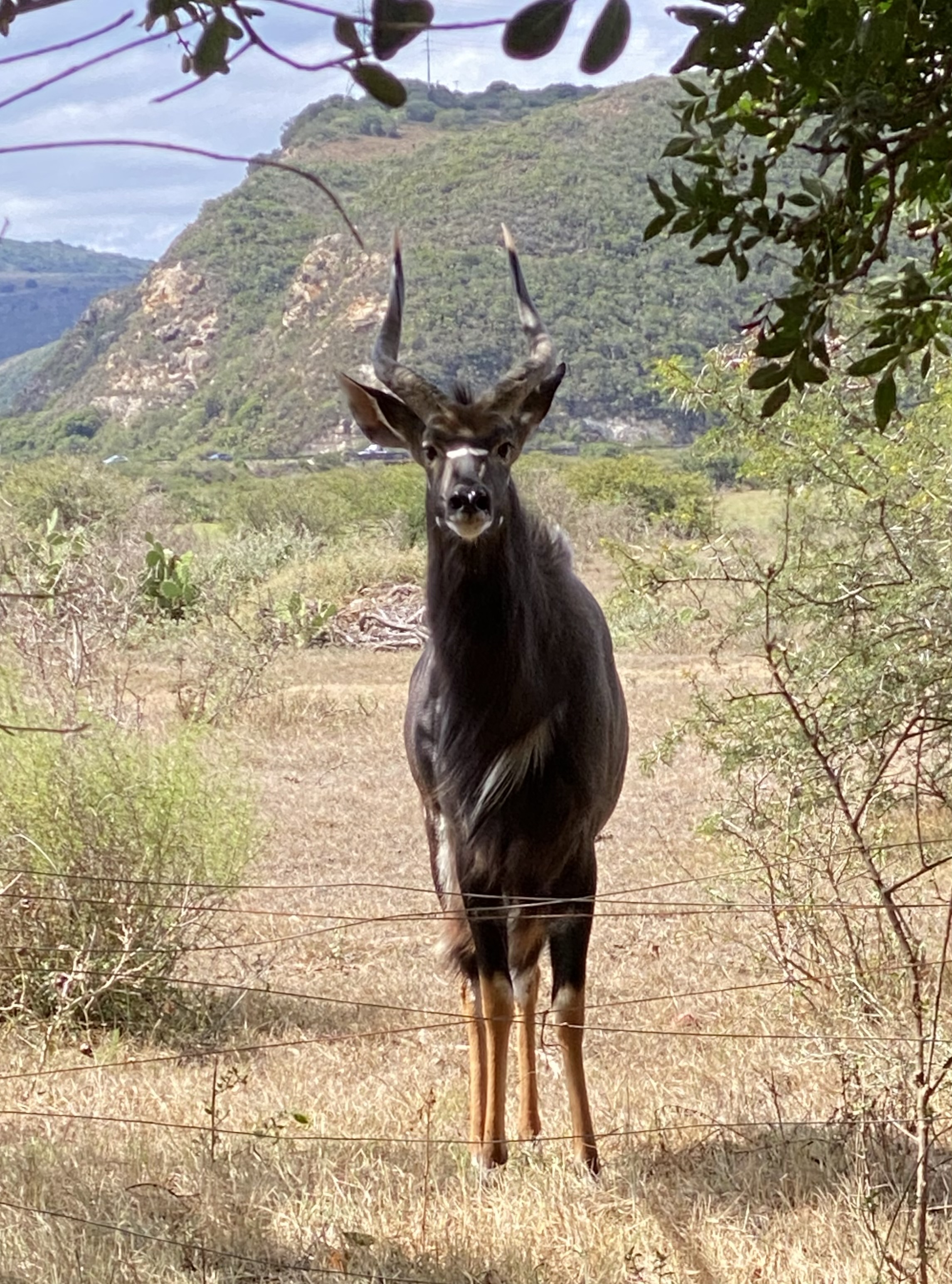 Njala bul on the farm